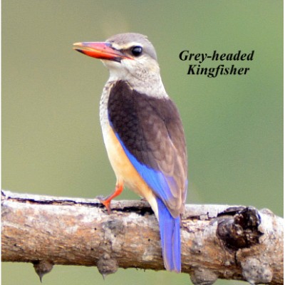 Grey-headed Kingfisher